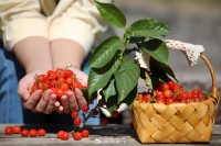 5月18日至6月16日，&ldquo;櫻桃之約&rdquo;邀你共赴！